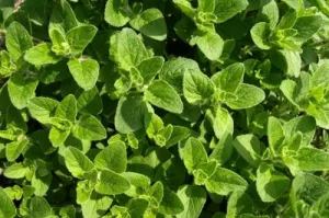 What is Izmir Oregano Extract?